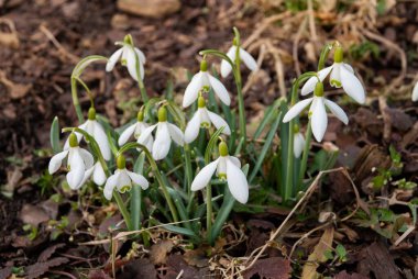Baharın başlarında, Letonya 'da bahçede çiçek açan bir beyaz kar damlası (Galanthus) kümesi. Kuru çimenler ve düşen yapraklarla çevrili çiçekler.