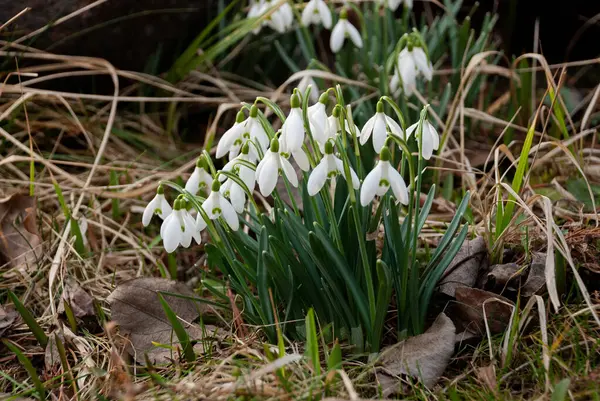 Baharın başlarında, Letonya 'da bahçede çiçek açan bir beyaz kar damlası (Galanthus) kümesi. Kuru çimenler ve düşen yapraklarla çevrili çiçekler.
