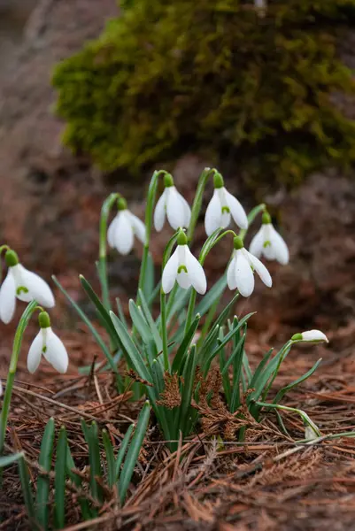 Baharın başlarında, Letonya 'da bahçede çiçek açan bir beyaz kar damlası (Galanthus) kümesi. Kuru çimenler ve düşen yapraklarla çevrili çiçekler.