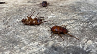 Yerde hamam böceği var.