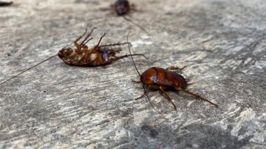 Yerde hamam böceği var.