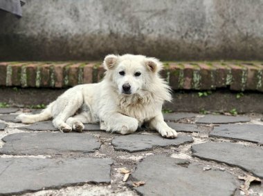 Kintamani Köpeği Endonezya, Bali 'de oynuyor
