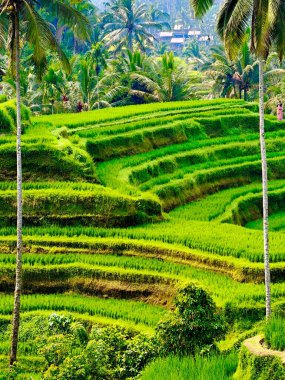 Tegallalang pirinç Teras Bali, Endonezya
