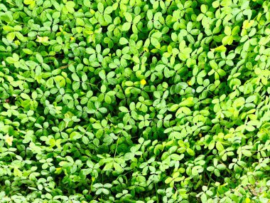 Güzel, küçük bir çiçek ve bahçede yeşil yapraklar. arka plan, küçük sarı, yeşil Arachis pintoi yaprağı, Pinto fıstığı yer seviyesinden daha yüksekte büyüyen bir tür fındık..