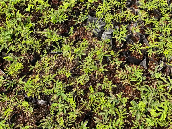 Sengon tohumları, kısa hasat süresi olan bir ağaç bitkisidir.