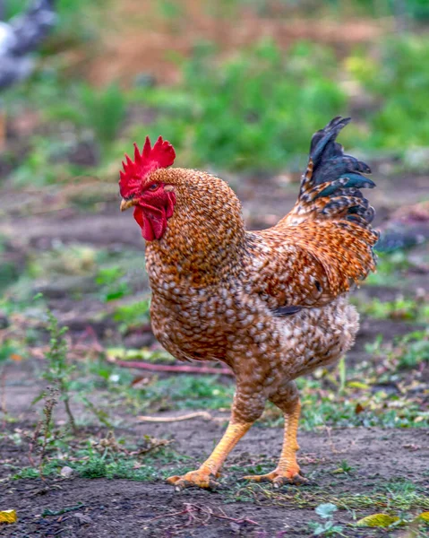 stock image Poultry chicken - rooster on free range