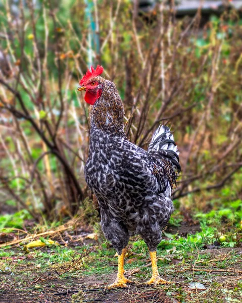 Курица Петух Свободном Выгуле — стоковое фото