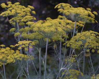 Tarlada güzel kokulu dereotları yetişir.