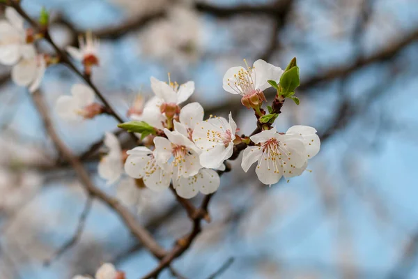 美丽的樱桃花和杏花的春天 在蓝天的映衬下开花 — 图库照片