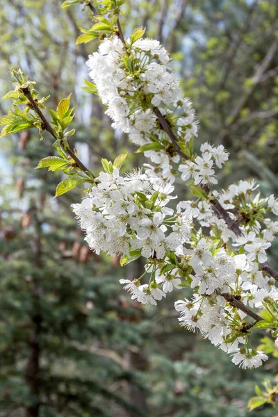 Vacker Vårblomma Körsbär Och Aprikos — Stockfoto