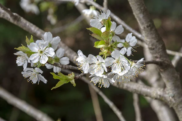 Hermosa Flor Primavera Cerezo Albaricoque — Foto de Stock