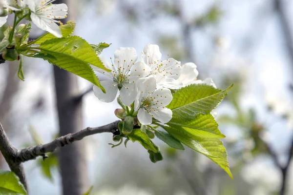 Hermosa Flor Primavera Cerezo Albaricoque — Foto de Stock