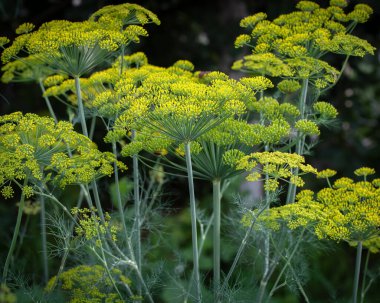 Tarlada güzel kokulu dereotları yetişir.