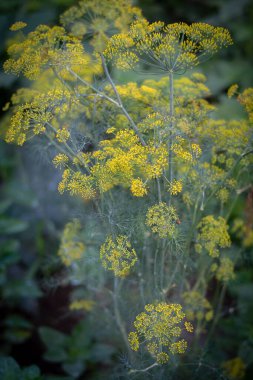 Tarlada güzel kokulu dereotları yetişir.