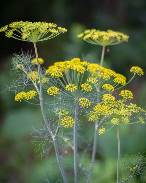 Fragrant Flowering Dill Grows Field — Stock Photo, Image