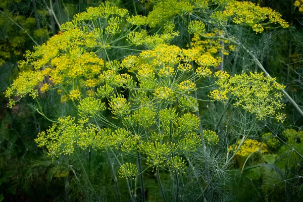 Fragrant Flowering Dill Grows Field — Stock Photo, Image