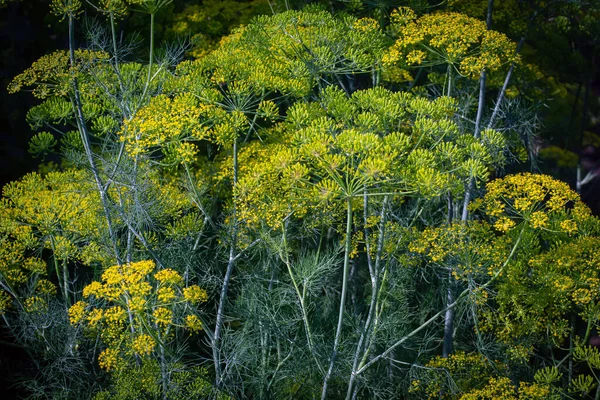 Поле Растет Ароматный Цветочный Укроп — стоковое фото