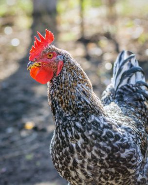 Kümes tavuğu - serbest alanda horoz