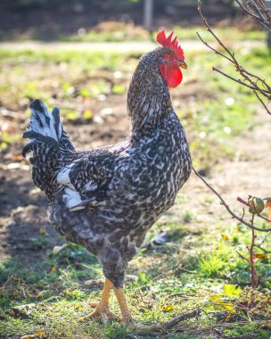Kümes tavuğu - serbest alanda horoz