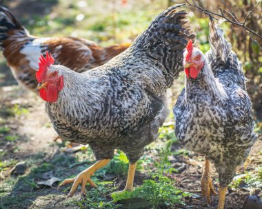 Kümes tavuğu - serbest alanda horoz