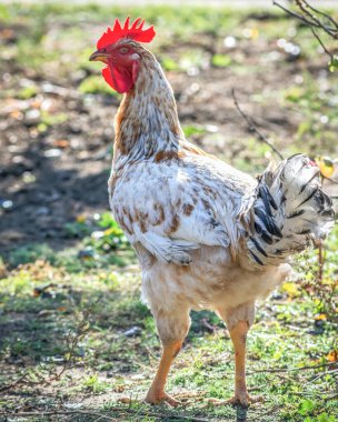 Kümes tavuğu - serbest alanda horoz