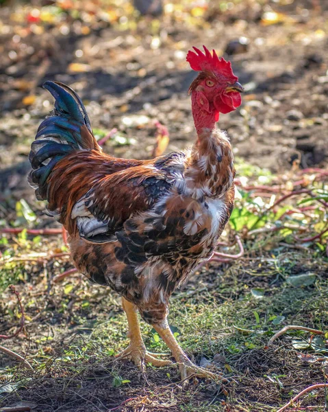 stock image Poultry chicken - rooster on free range