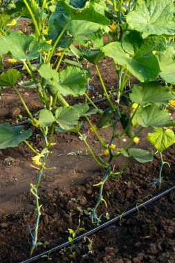 Growing cucumbers in a greenhouse with drip irrigation
