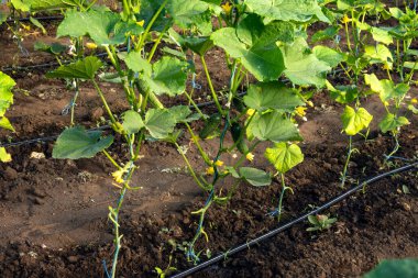Growing cucumbers in a greenhouse with drip irrigation