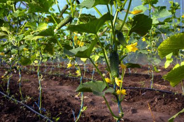 Growing cucumbers in a greenhouse with drip irrigation