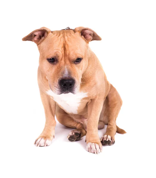American Staffordshire Terrier Aislado Sobre Fondo Blanco Captura Estudio — Foto de Stock