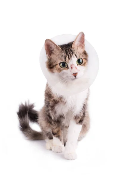 stock image Cute cat wearing a cone collar on a white background. Isolated.