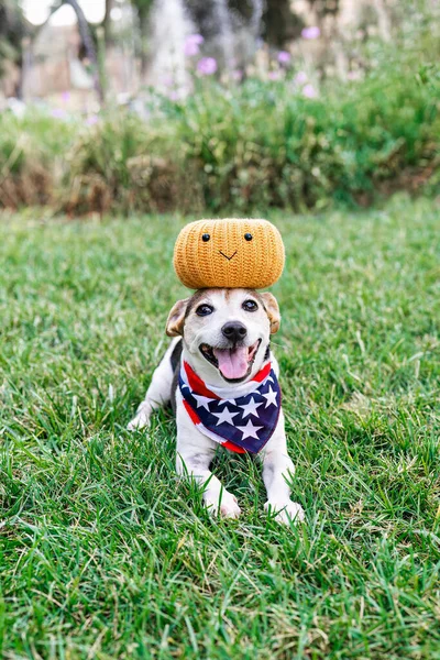 Cão Feliz Grama Com Abóbora Decorativa Cabeça Boca Aberta Olhando — Fotografia de Stock