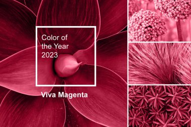 2023 yılının moda rengi Viva Magenta. Moda rengi palet örneği. Soyut çiçek desenli kumaş renk kolajı. Yaşasın Magenta!