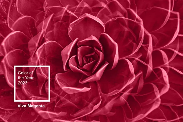 Růžové Květy Šťavnatá Rostlina Listy Růžice Detailní Abstraktní Květinový Vzor — Stock fotografie