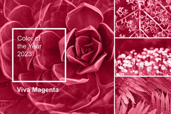 2023年的Viva Magenta颜色 新的时尚色彩调色板样品 摘要花卉花纹Swatch颜色拼贴 图为2023年的彩色图像 免版税图库图片