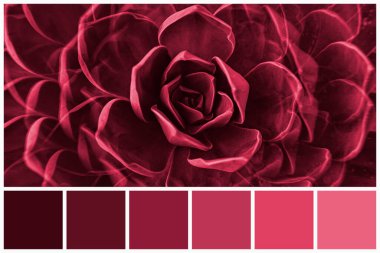 Viva Magenta tonu 2023 tarafından renklendirilmiş sulu bitkilerin paleti. Modayı takip eden pembe ve morumsu benzer renkler.