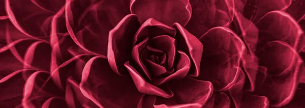 Rock Rose Suculent Plante Frunze Rozeta Closeup Modelul Floral Abstract — Fotografie, imagine de stoc