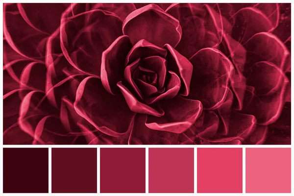 肉质植物的色彩调色板 用活体洋红色调2023染色 类似颜色的时髦粉红和洋红色斑 免版税图库照片