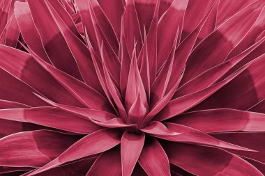 Agave yaprakları Rosette 'i yakın plan. Soyut çiçek deseni. Vahşi agave bitkisi Fox Tail. Görüntü 2023 Viva Magenta renginde