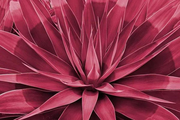 stock image Agave leaves rosette closeup. Abstract floral pattern. Wild agave plant Fox Tail. Image toned in color of year 2023 Viva Magenta