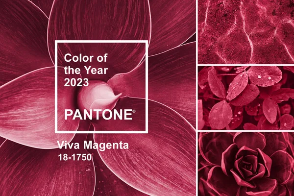 2023年的Viva Magenta颜色 带调色板的胶合板使样品具有自然主题背景和Pantone标识类型 多汁的叶子 大海和三叶草花 马耳他瓦莱塔 2022年12月6日 图库图片