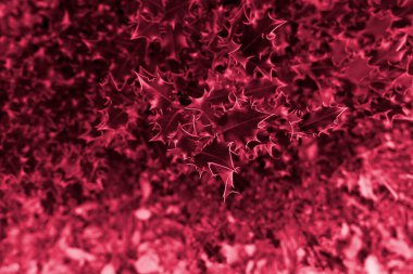 Parlak Holly arka planı bulanık ve kopyalama alanı olan yakın çekim yaprakları. Canlı mor tonlu tasarım için modaya uygun doğal Noel arkaplanı