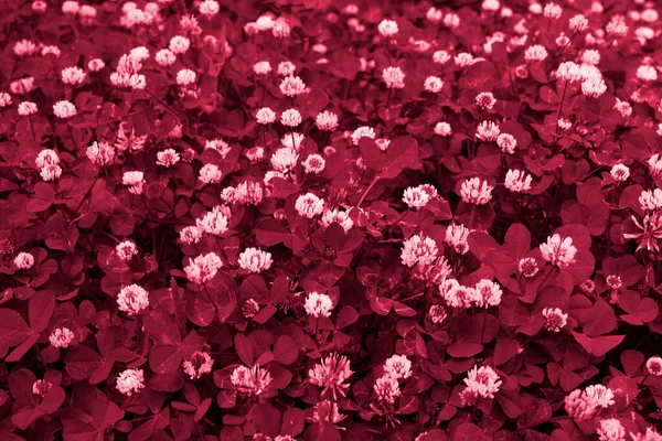 Çiçek Açan Beyaz Yonca Tarlası Canlı Mor Renkli Doğal Çiçek — Stok fotoğraf