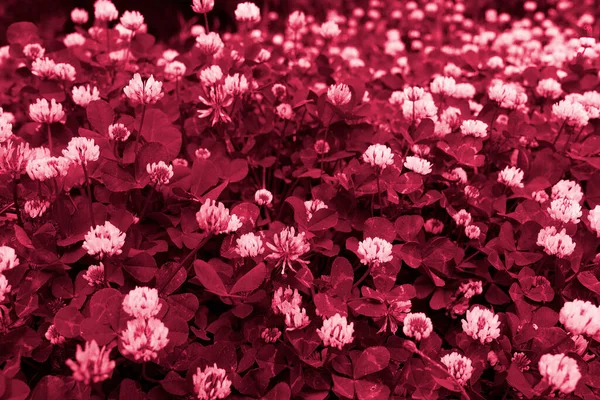 Поле Цветущего Белого Клевера Тонированное Фиолетовом Цвете Естественный Цветочный Фон — стоковое фото
