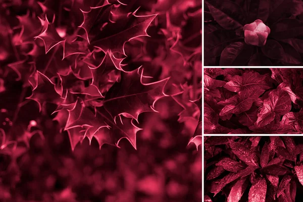 Collage Con Muestras Tonos Paleta Fondos Temáticos Florales Planta Acebo —  Fotos de Stock