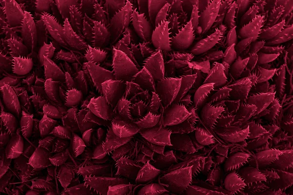 奇异的仙人掌开花 上面有尖尖的叶子 天然的特写植物质感 有活的洋红色色调 图库图片