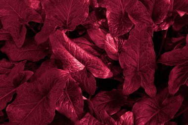 Üçgen bitki yaprakları deseni. Monokrom renginde doğal çiçek arkaplanı. Yıl 2023 Viva Magenta renginde