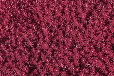 Çalı yapraklarının doğal arka planı, çiçek devriyesi. Yıl 2023 Viva Magenta renginde
