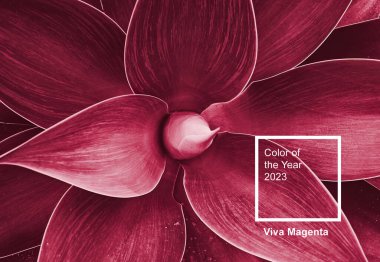 Agave yaprakları Rosette 'i yakın plan. Soyut çiçek deseni. Vahşi agave bitkisi Fox Tail. Görüntü 2023 Viva moru renginde