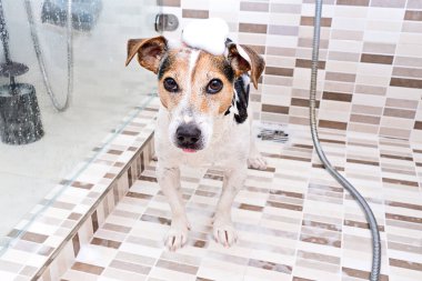 Duşun altında köpüklü şirin ıslak köpek yavrusu Jack Russell terrier. Evcil hayvanlara bakma kavramı. Köpekleri tımar edip, onları pireler ve parazitler için yıkıyorum.